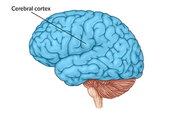 cerebral cortex and learn languages